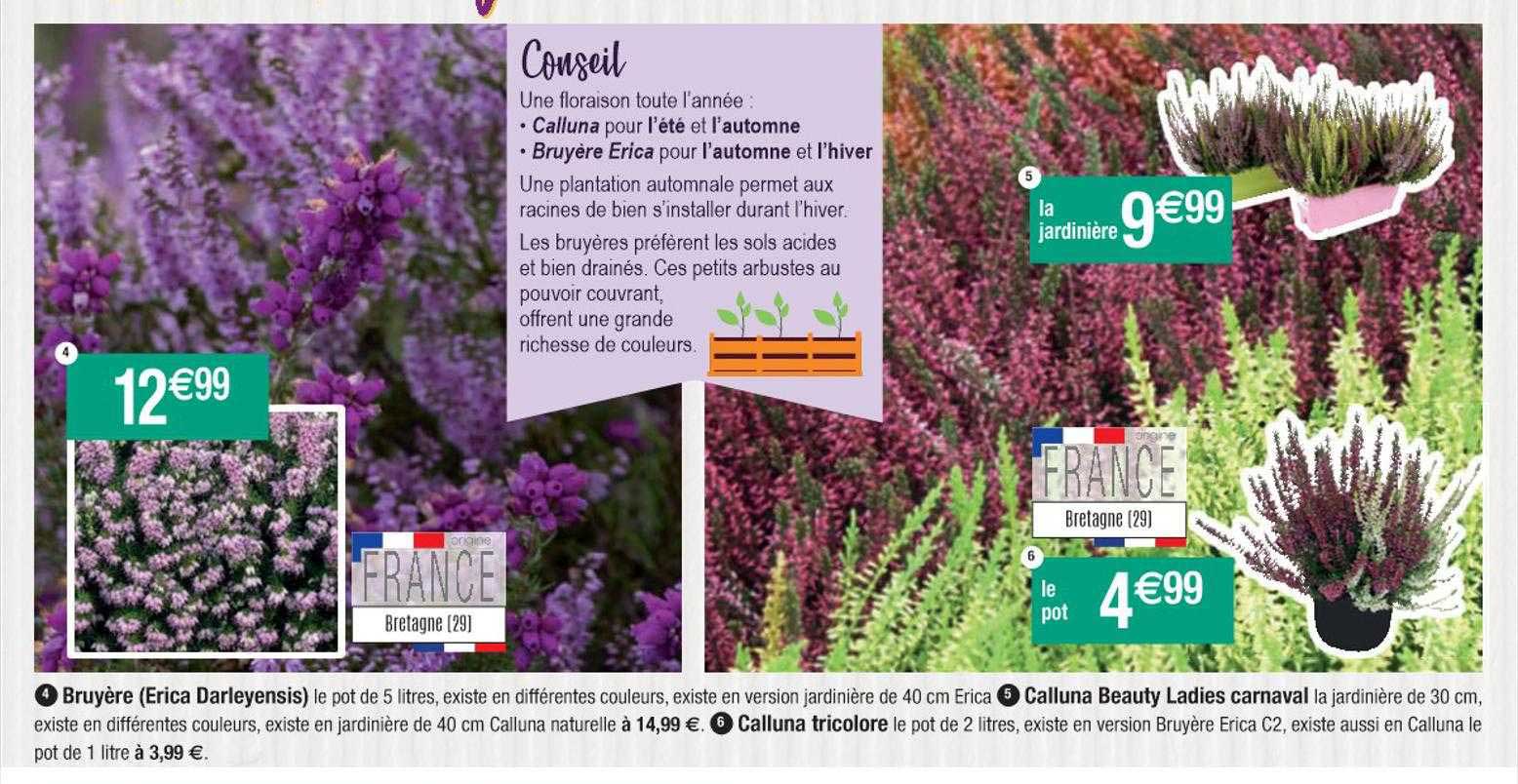 bruyère, calluna beauty ladies carnaval, calluna tricolore