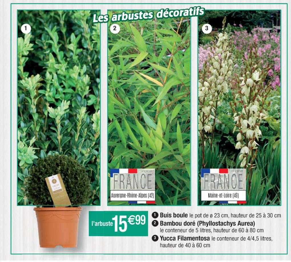 Buis Boule, Bambou Doré, Yucca Filamentosa