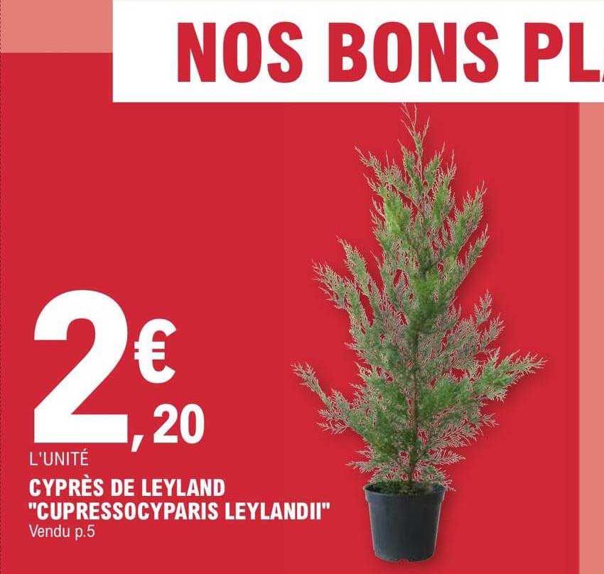 cyprès de leyland "cupressocyparis leylandii"
