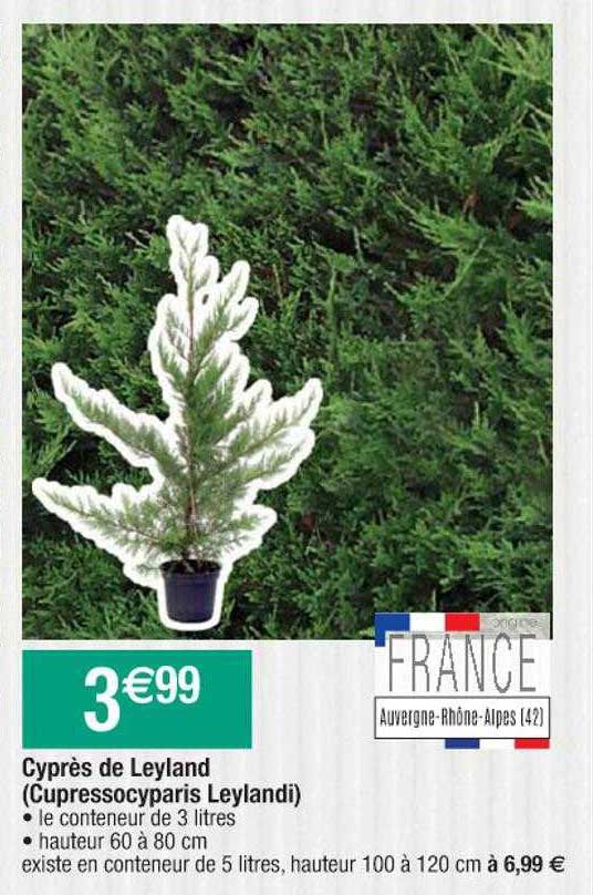 cyprès de leyland