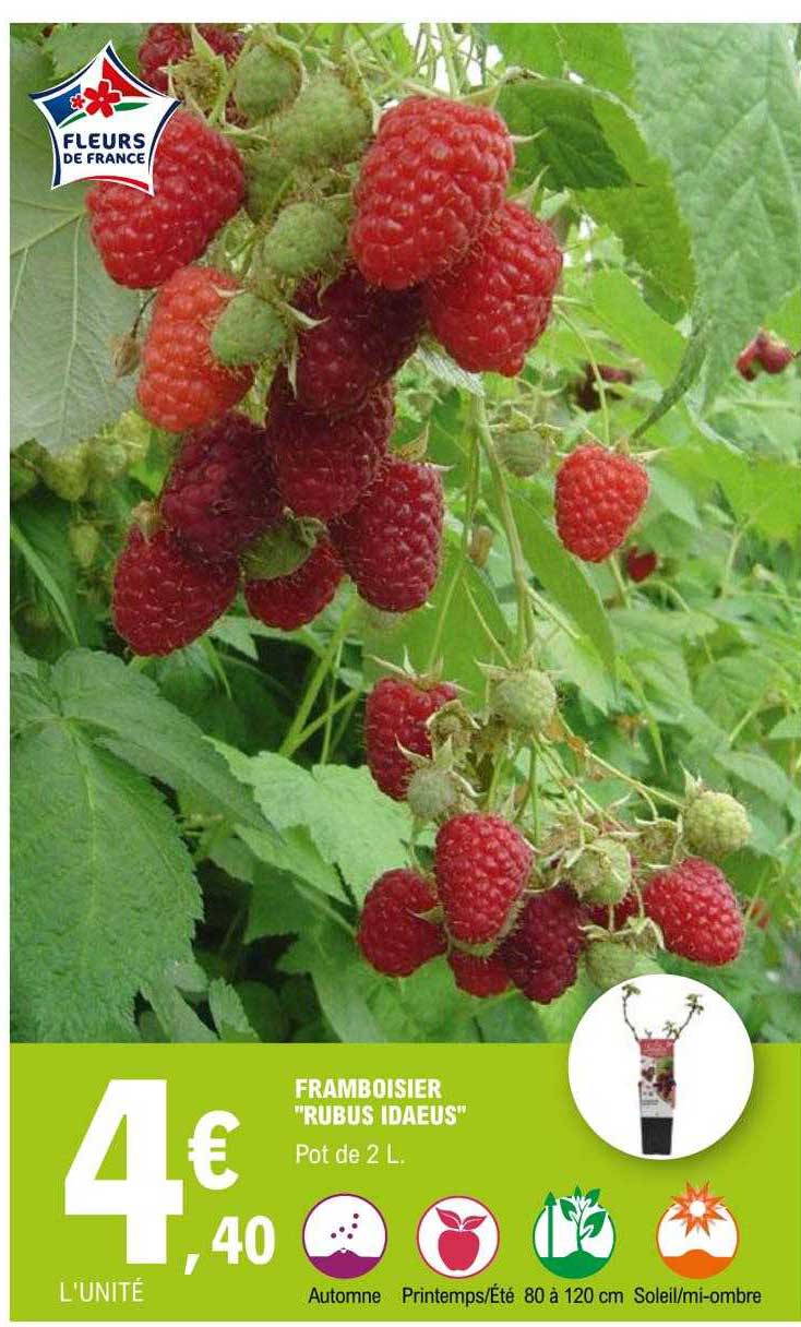 framboisier "rubus idaeus"