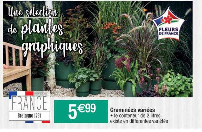 Graminées Variées