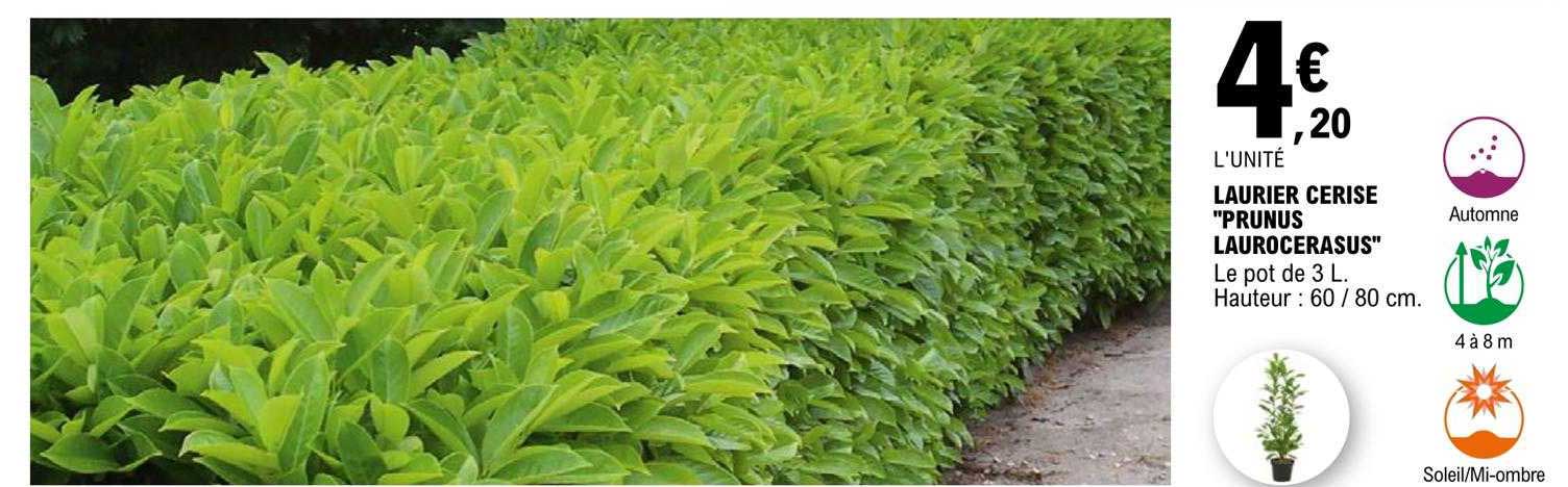 laurier cerise "prunus laurocerasus"