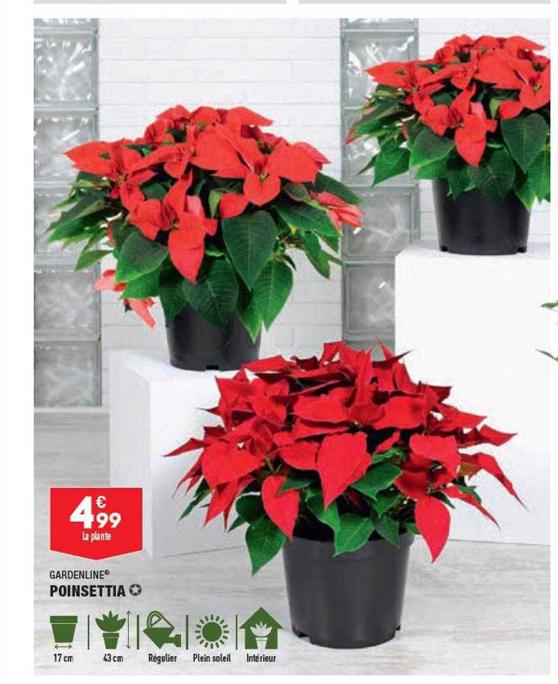poinsettia gardenline
