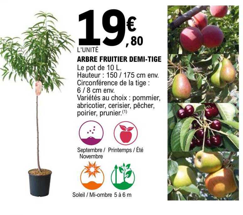 Arbre Fruitier Demi-tige