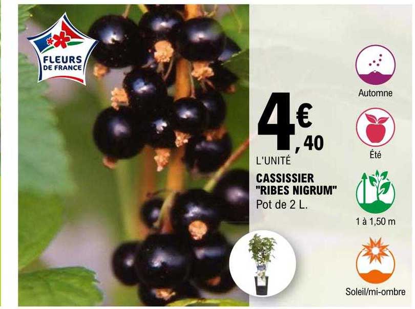 cassissier "ribes nigrum"