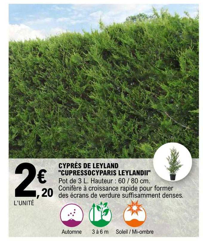 cyprès de leyland "cupressocyparis leylandii"