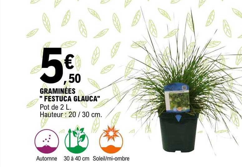 graminées "festuca glauca"
