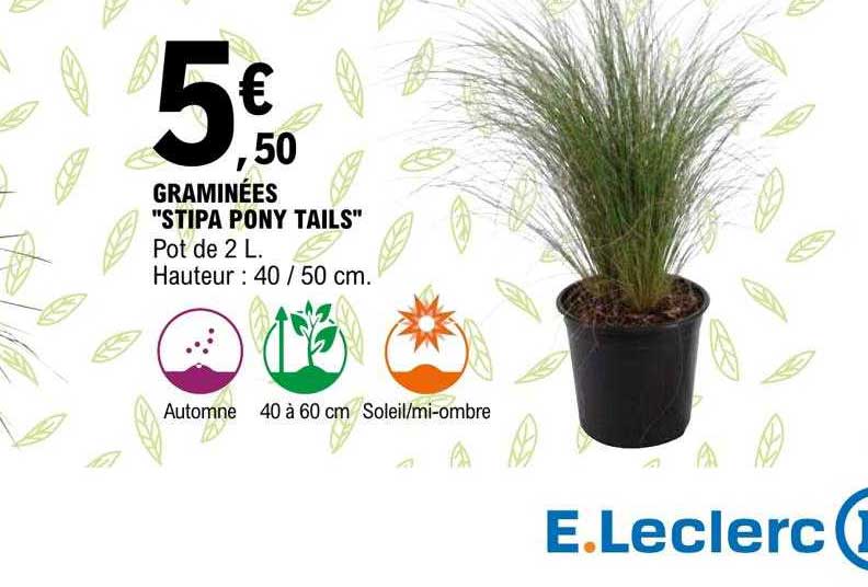graminées "stipa pony tails"