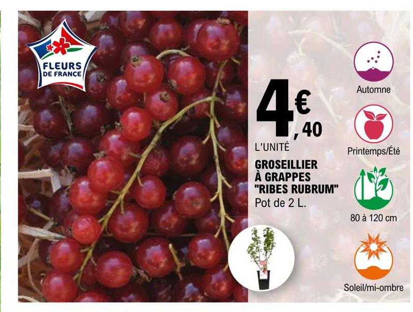 Groseillier à Grappes "ribes Rubrum"