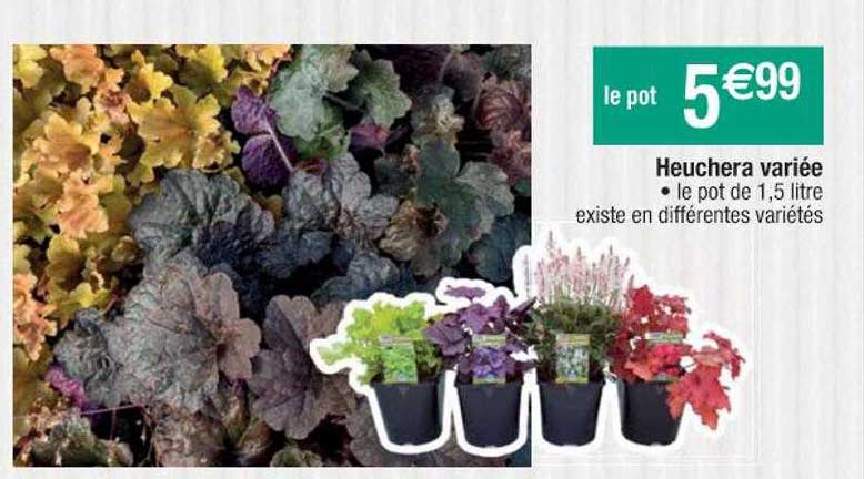 heuchera variée