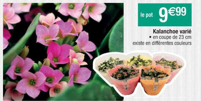 kalanchoe varié