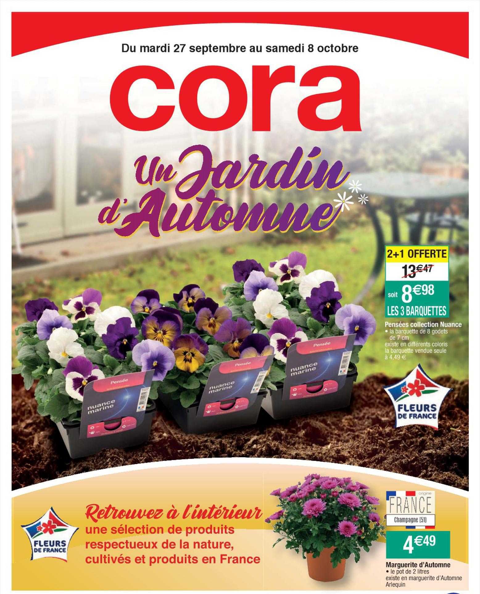 pensées collection nuance, marguerite d'automne