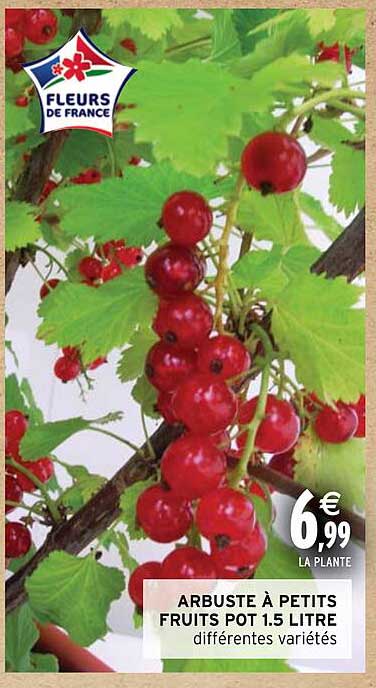 arbuste à petits fruits pot 1.5 litre