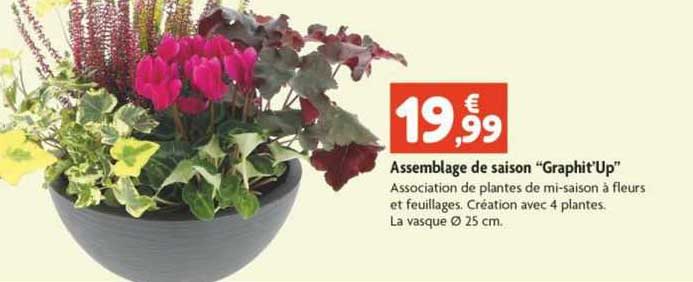 Assemblage De Saison "graphit'up"