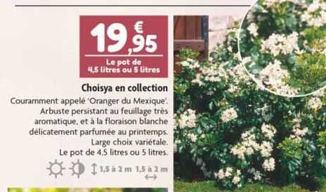 choisya en collection