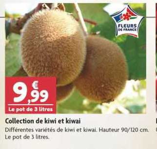 collection de kiwi et kiwai