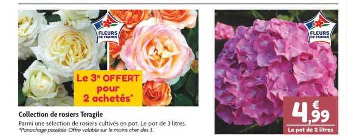 collection de rosiers teragile