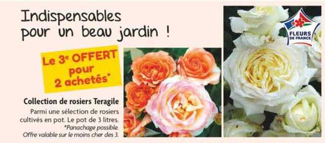 collection de rosiers teragile