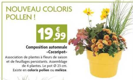 composition automnale "cocoripot"