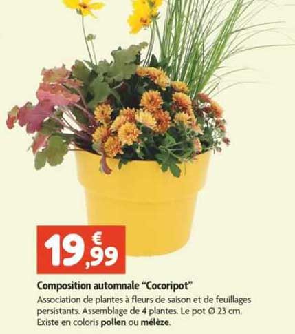 composition automnale "cocoripot"