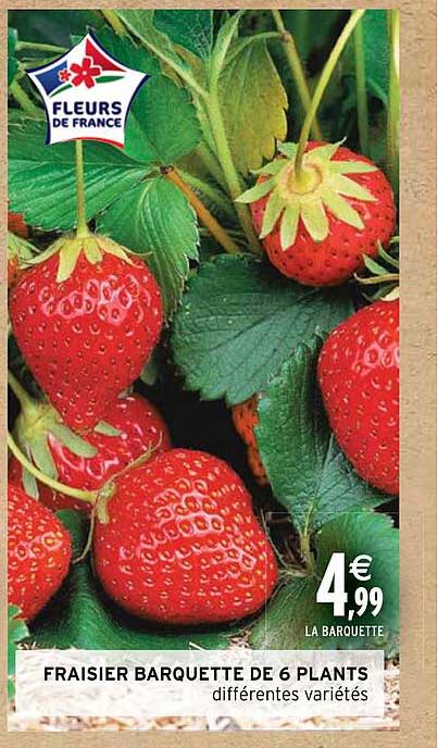 fraisier barquette de 6 plants