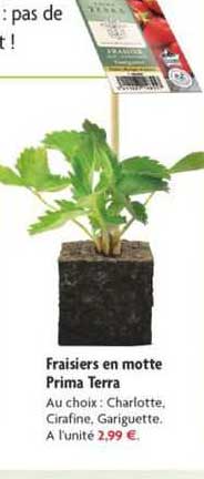 fraisiers en motte prima terra
