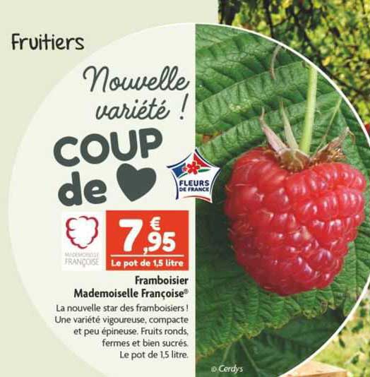 framboisier mademoiselle françoise