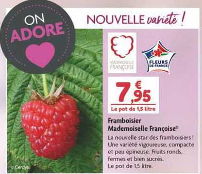 framboisier mademoiselle françoise