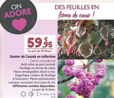 gainier du canada en collection