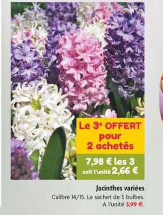 jacinthes variées