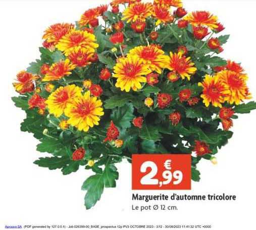 marguerite d'automne tricolore