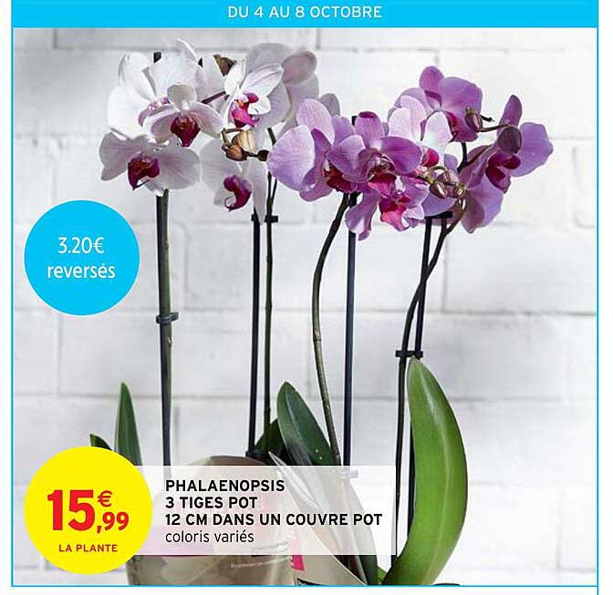 phalaenopsis 3 tiges pot 12 cm dans un couvre pot