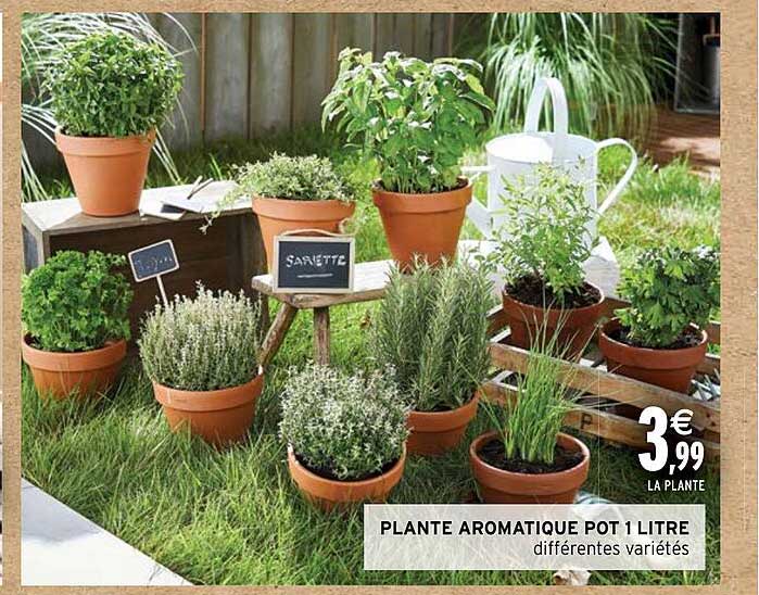 plante aromatique pot 1 litre