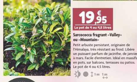 sarcococca fragrant "valley" ou "mountain"