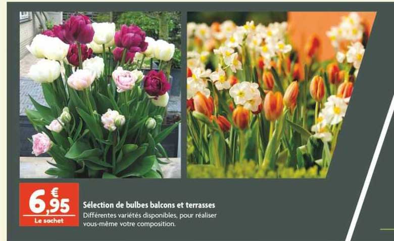 Sélection De Bulbes Balcons Et Terrasses