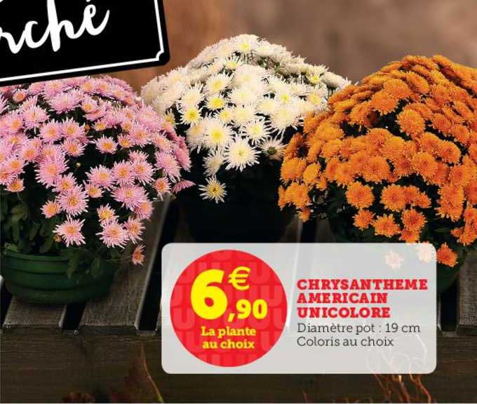 Chrysanthème Americain Unicolore