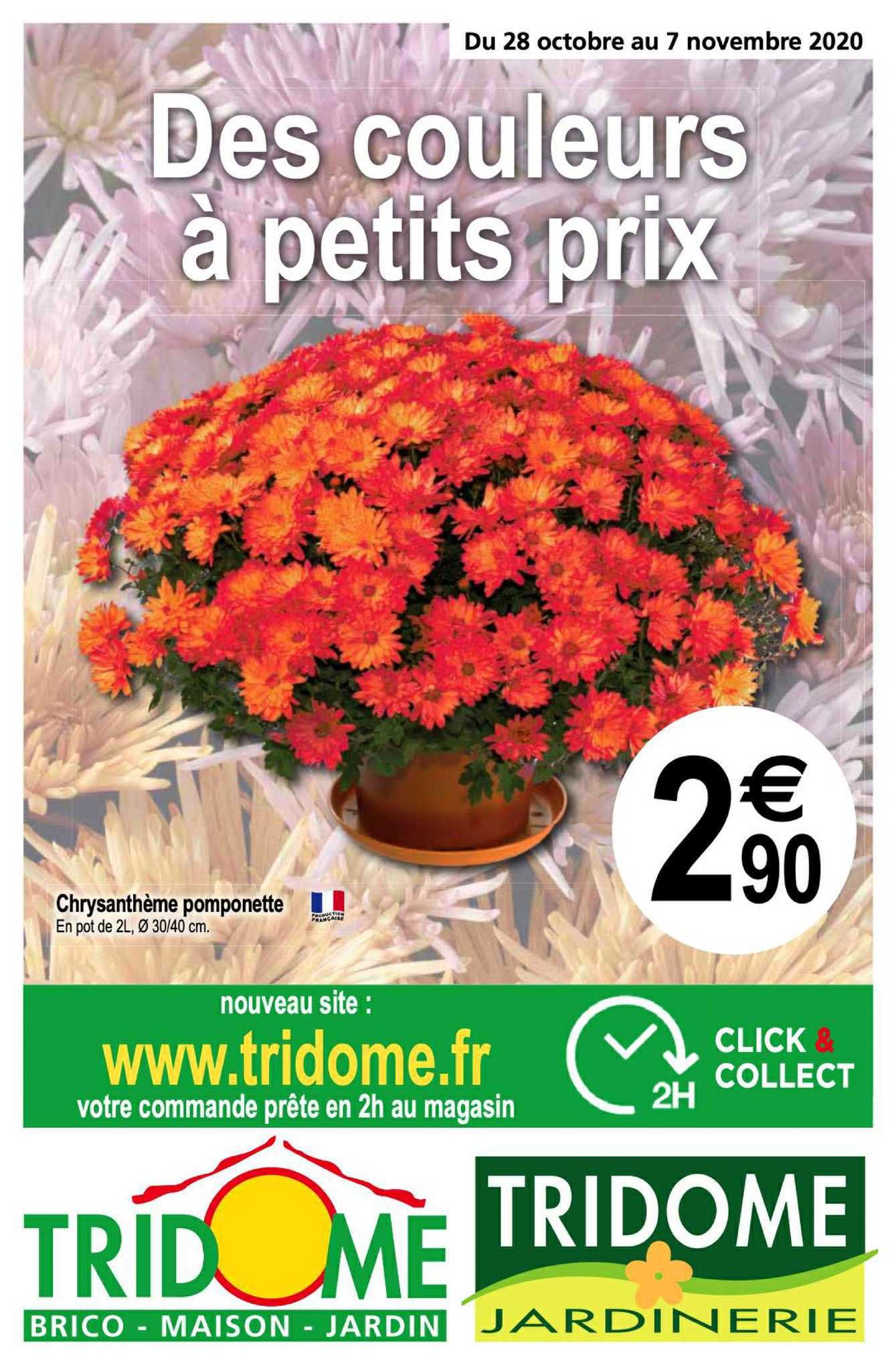 Chrysanthème Pomponette