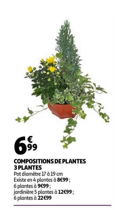 Compositions De Plantes 3 Plantes