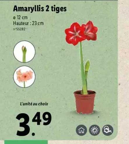 amaryllis 2 tiges