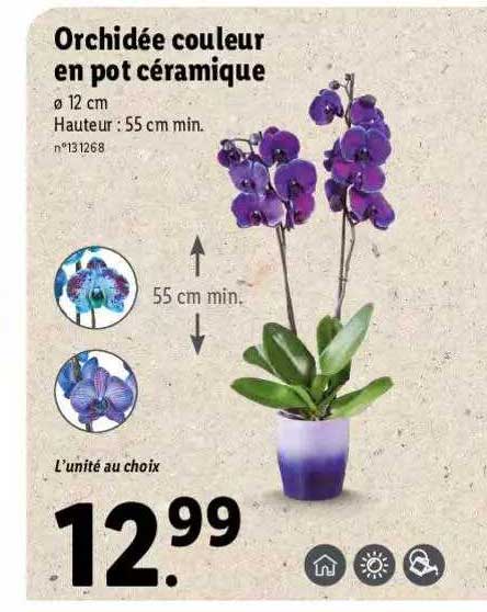 Orchidée Couleur En Pot Céramique