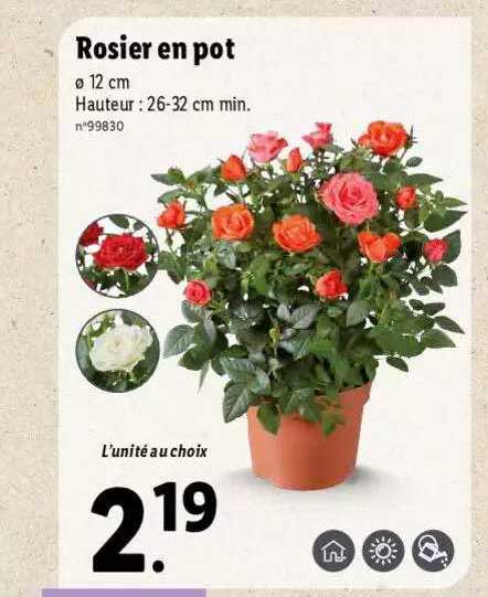 Rosier En Pot
