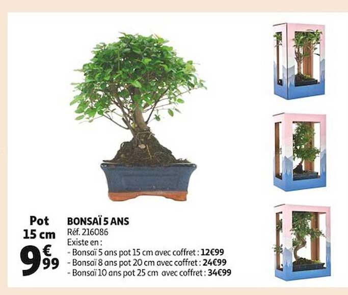 bonsaï 5 ans