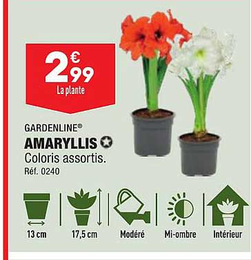 amaryllis gardenline