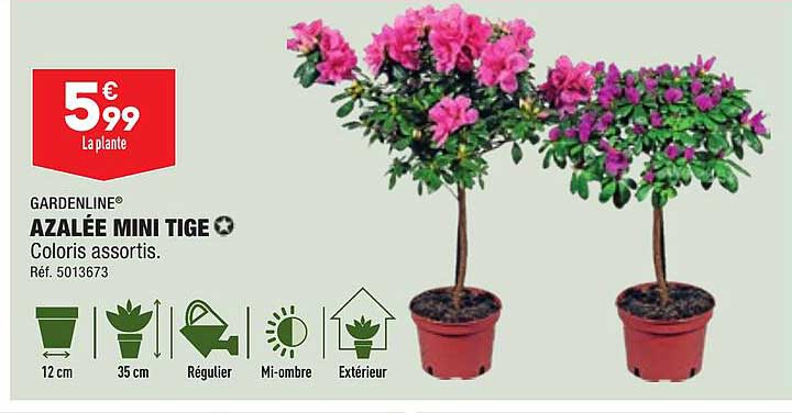 azalée mini tige gardenline
