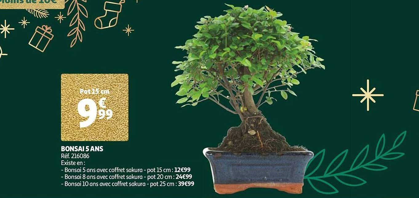 bonsai 5 ans