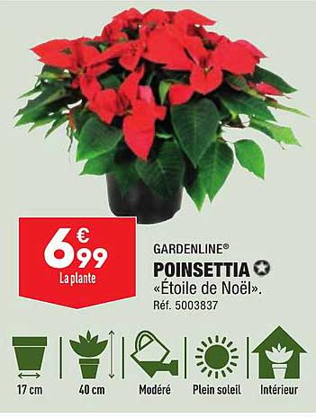 poinsettia gardenline