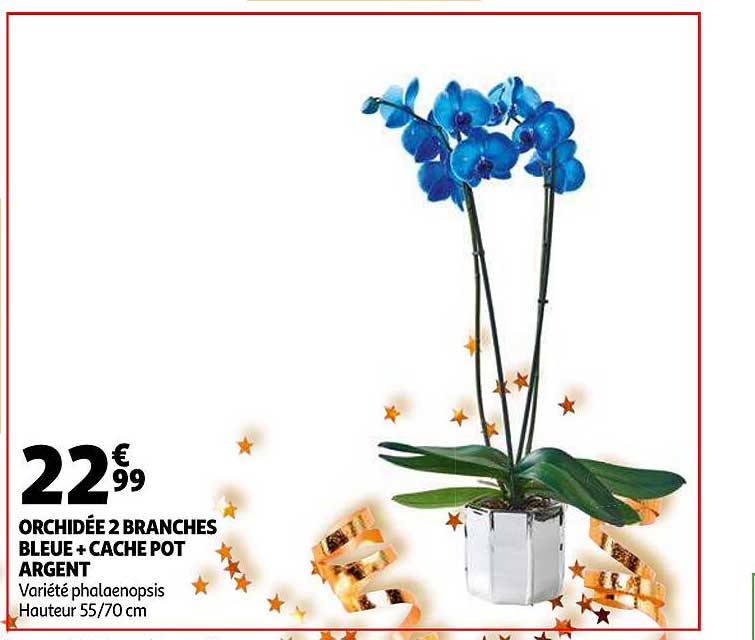 Orchidée 2 Branches Bleue + Cache Pot Argent