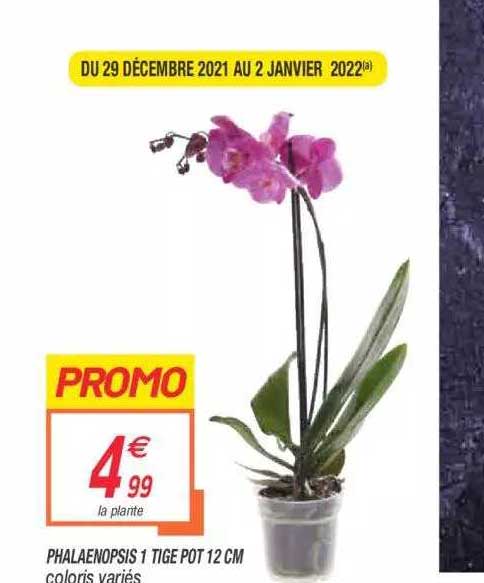 phalaenopsis 1 tige pot 12 cm