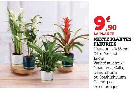 mixte plantes fleuries